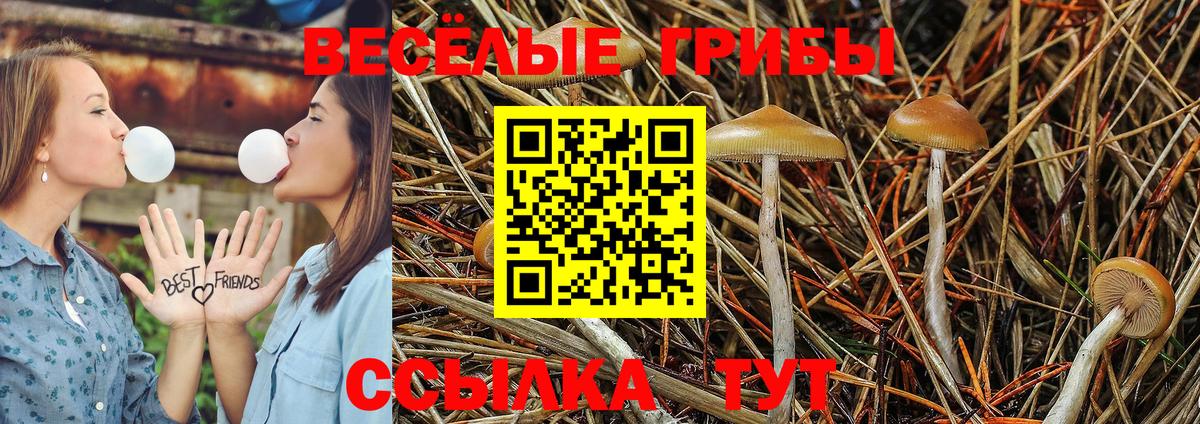Галлюциногенные грибы Psilocybine cubensis Кинешма